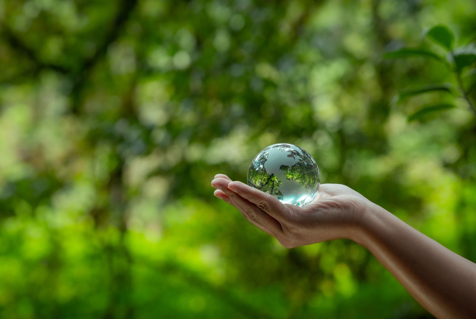Hand holding globe in the woods